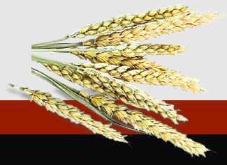 ��ɳ(8087-js��֤)�鳡��-Officialwebsite