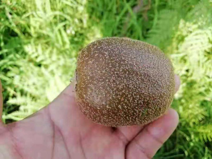 ��ɳ(8087-js��֤)�鳡��-Officialwebsite