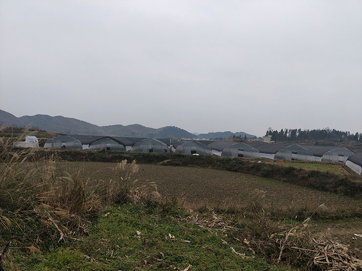 ��ɳ(8087-js��֤)�鳡��-Officialwebsite